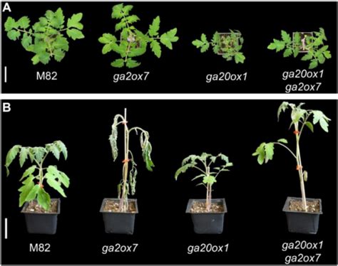 耐澇植物|植物的逆境生理 (四) 其他抗性─抗澇性 (淹水) 